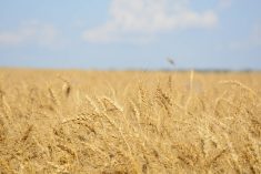Ripe wheat in a field west of Marcelin, Sask. on August 27, 2022.