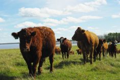 Beef cattle graze in a pasture.
