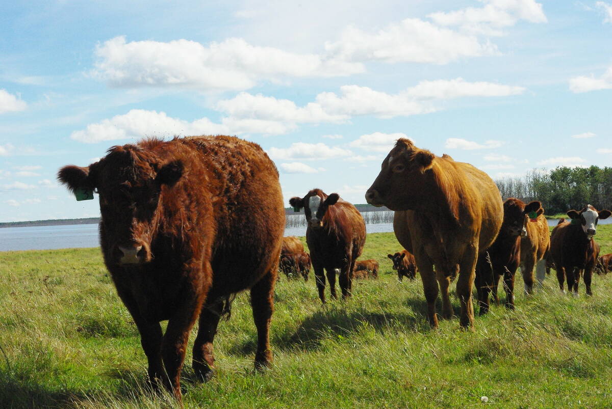 Beef cattle graze in a pasture.