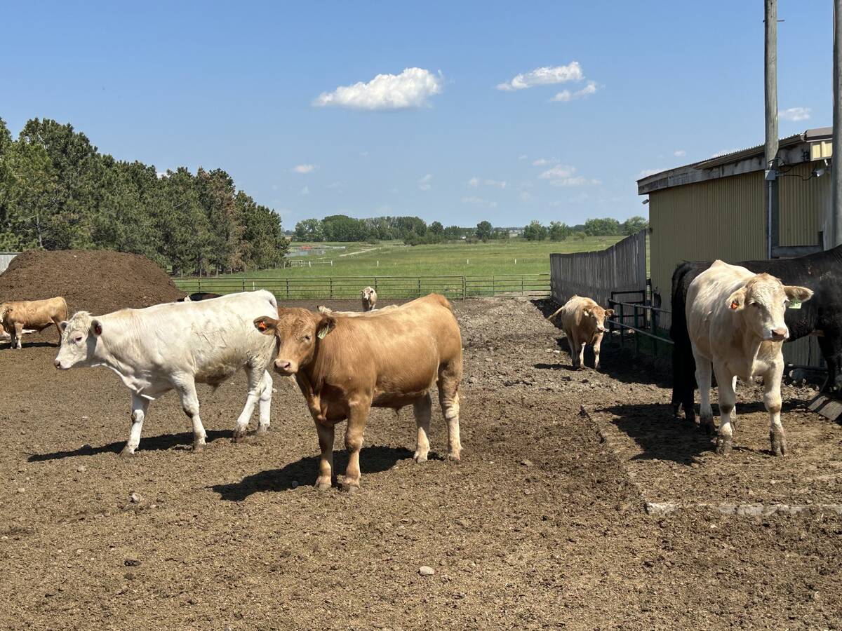 Cattle at the Olds College Smart Farm in Olds, Alberta.