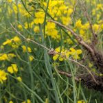 clubroot