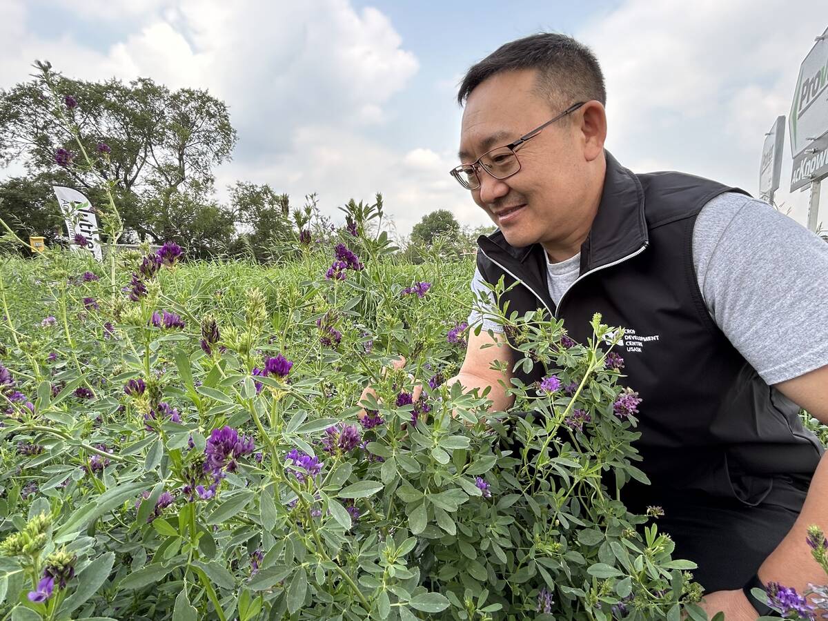 Bill Biligetu, forage crop breeder at the University of Saskatchewan, studies the purple flowers found in the alfalfa plots at Ag in Motion, a farm show held July 15-17 near Langham, Sask. Biligetu is hoping to design an alfalfa variety with more tolerance to drought.