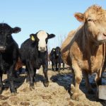 Beef cow numbers continue to decline on cow-calf farms in Canada. If the decline continues, will there be enough calves to supply feedlots in Western Canada?