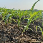 A young corn crop grows in an Ontario farm field.