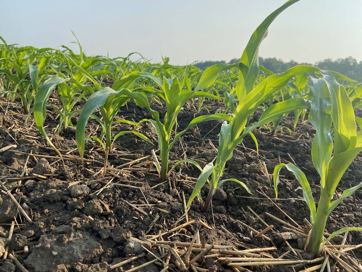 A young corn crop grows in an Ontario farm field.