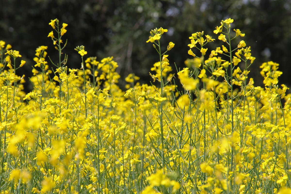 Canola crops hit the bloom stage on the Canadian Prairies in July 2025.