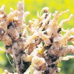 The increasing number of clubroot variants is a concern.