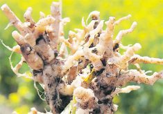 The increasing number of clubroot variants is a concern.