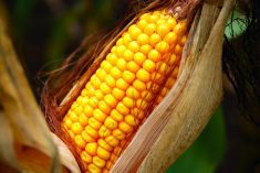 Organic fraud cases south of the border have buoyed Ontario&#8217;s corn market. Photo: File
