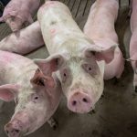 pigs