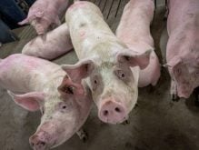 pigs