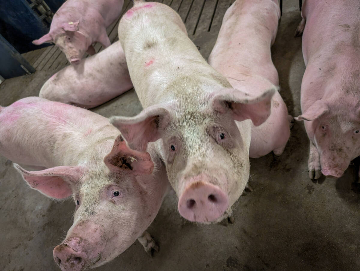 pigs