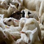A sheep peers over the back of its flock mates on a Canadian farm operation. Photo: Diana Martin