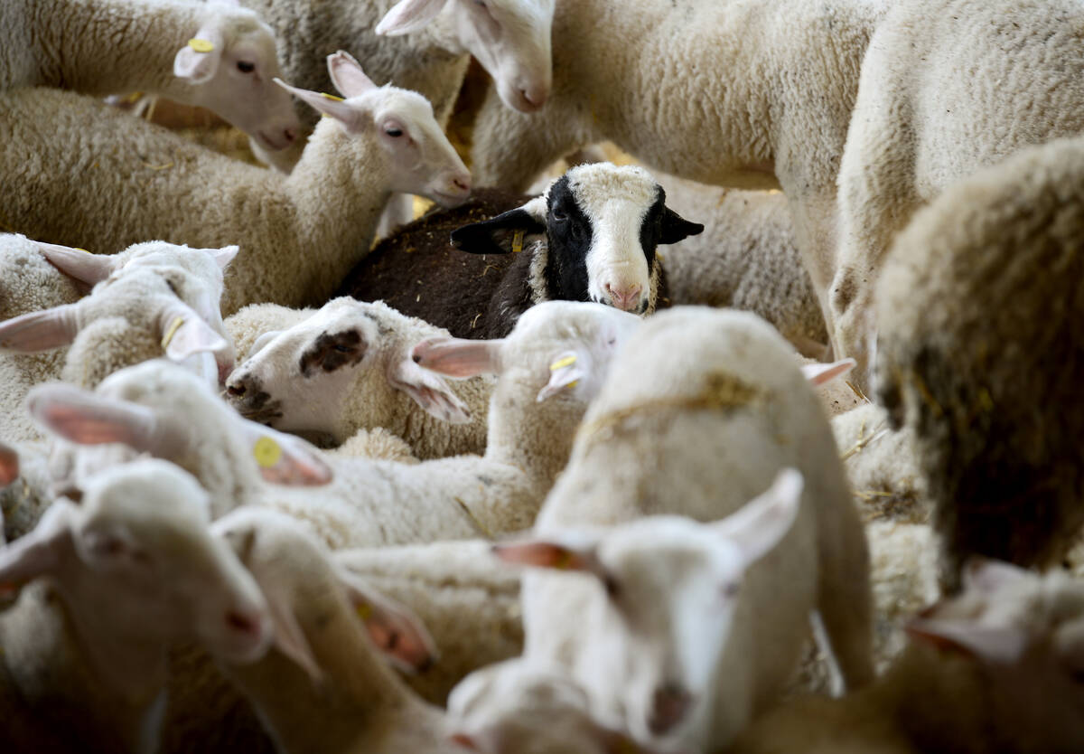 A sheep peers over the back of its flock mates on a Canadian farm operation. Photo: Diana Martin