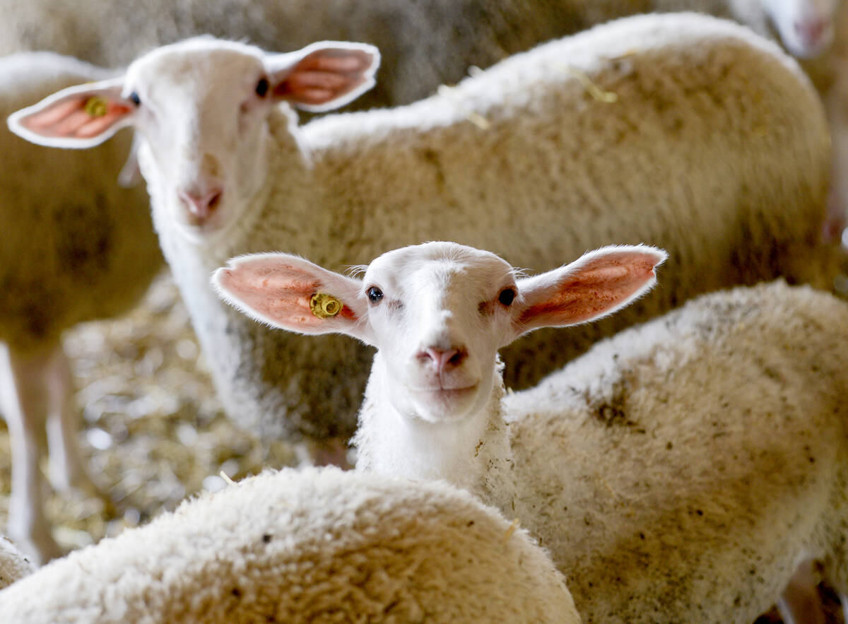 The Rideau Arcott sheep on Van der Veen Farms, near Grand Valley, were a huge draw during the 2024 Dufferin Farm Tour where participants learned why livestock traceability was important to Canada's food safety.