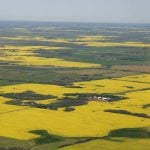 It's canola as far as the eye can see. Statistics Canada said Prairie farmers seeded 13.8 million acres of canola this year, up 5.2 percent from last year's 13.1 percent and well above the 10-year average of 11.8 million acres. The skies were yellow over Camrose when this photo was taken July 14.