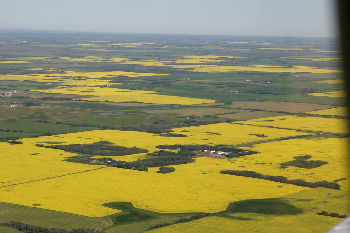 It's canola as far as the eye can see. Statistics Canada said Prairie farmers seeded 13.8 million acres of canola this year, up 5.2 percent from last year's 13.1 percent and well above the 10-year average of 11.8 million acres. The skies were yellow over Camrose when this photo was taken July 14.