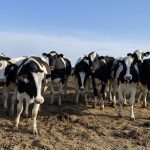 Manitoba spent a lot of effort in past decades to keep bovine tuberculosis out of the province’s cattle. In June 2025, the disease made a return in a Manitoba dairy. (Dairy cattle photographed above are unrelated to the recent bovine tuberculosis finding) Photo: File