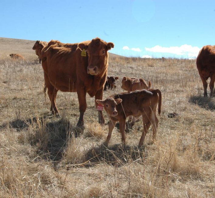 Cow calf on pasture.