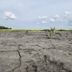 A parched Prairie field. Photo: File