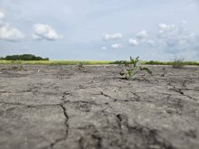 A parched Prairie field. Photo: File