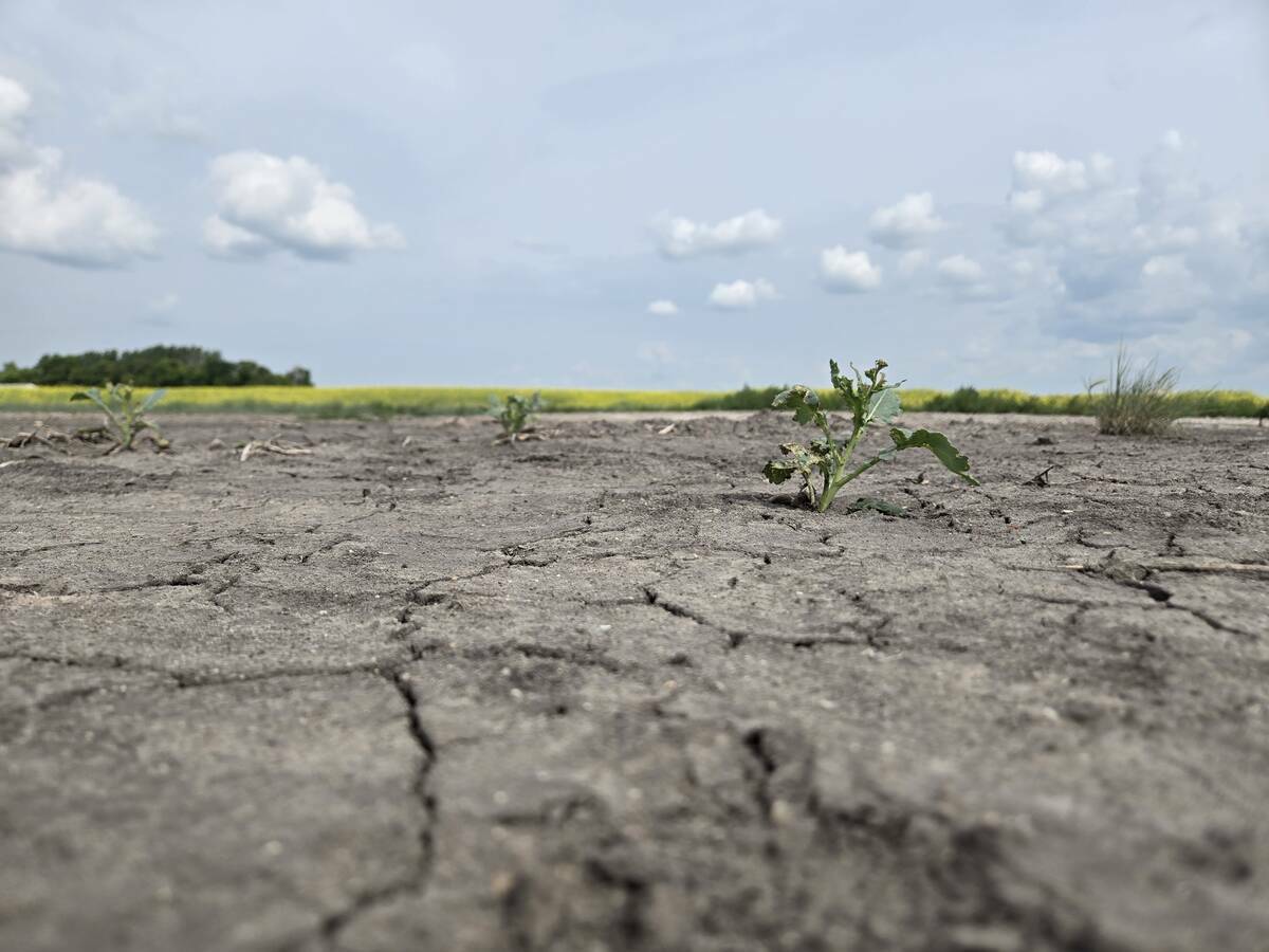A parched Prairie field. Photo: File