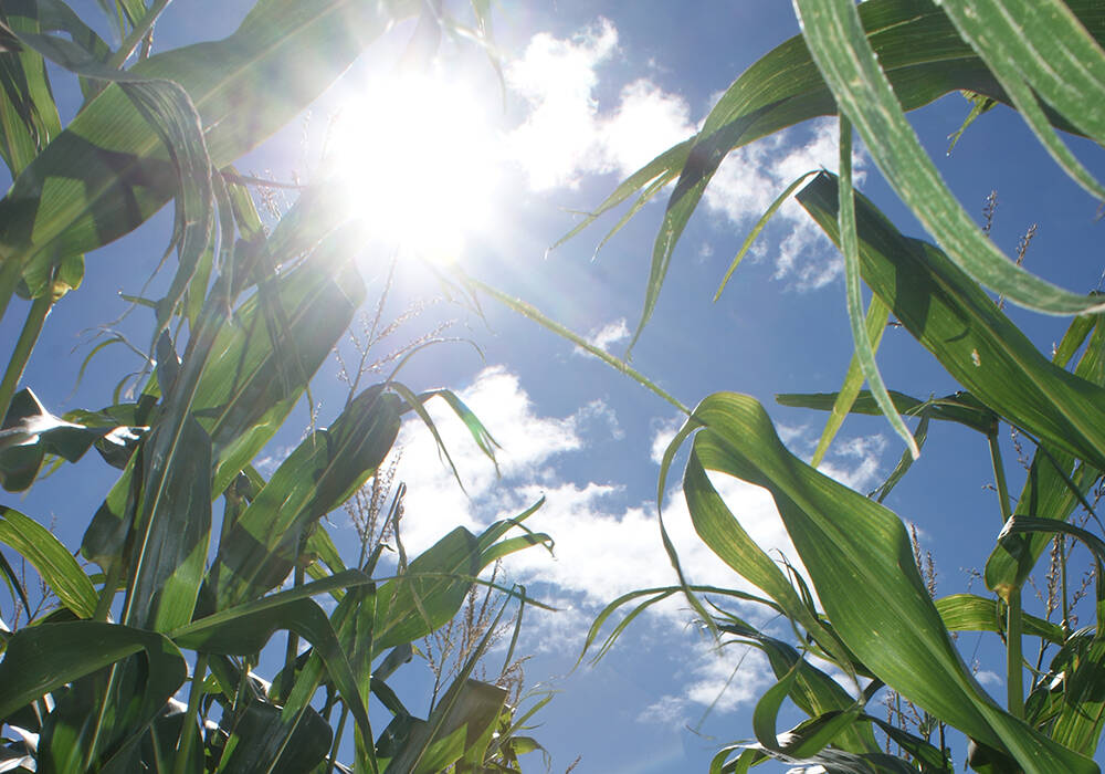 Corn on hot sunny day in August. Photo: File