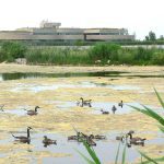 Numerous geese and waterfowl species can be spotted at Oak Hammock Marsh. Photo: Donna Gamache