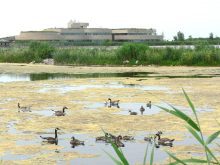 Numerous geese and waterfowl species can be spotted at Oak Hammock Marsh. Photo: Donna Gamache