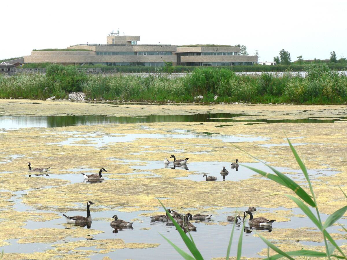 Numerous geese and waterfowl species can be spotted at Oak Hammock Marsh. Photo: Donna Gamache