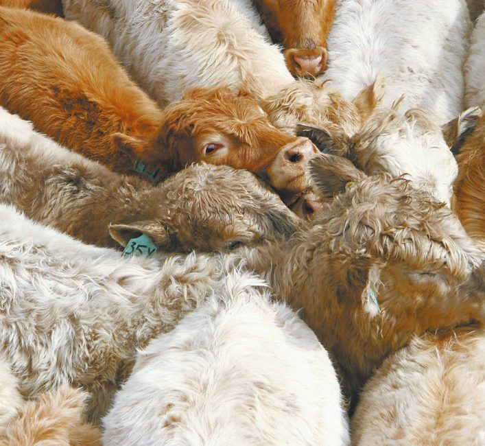 Market steers at auction Photo: File
