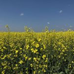Canola flowers in southern Saskatchewan in July 2025. Photo: Greg Berg