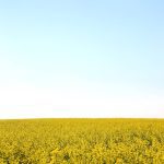 Maizex Seeds is releasing two new brands of canola hybrids for use in western Canada. The seeds will be available in fall 2025, so they can be grown in the 2026 growing season.