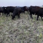Cattle graze on one of several pastures that Scott Duguid uses for his herd in Manitoba’s Interlake.
