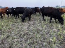Cattle graze on one of several pastures that Scott Duguid uses for his herd in Manitoba’s Interlake.
