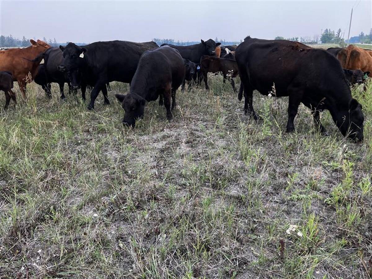 Cattle graze on one of several pastures that Scott Duguid uses for his herd in Manitoba’s Interlake.