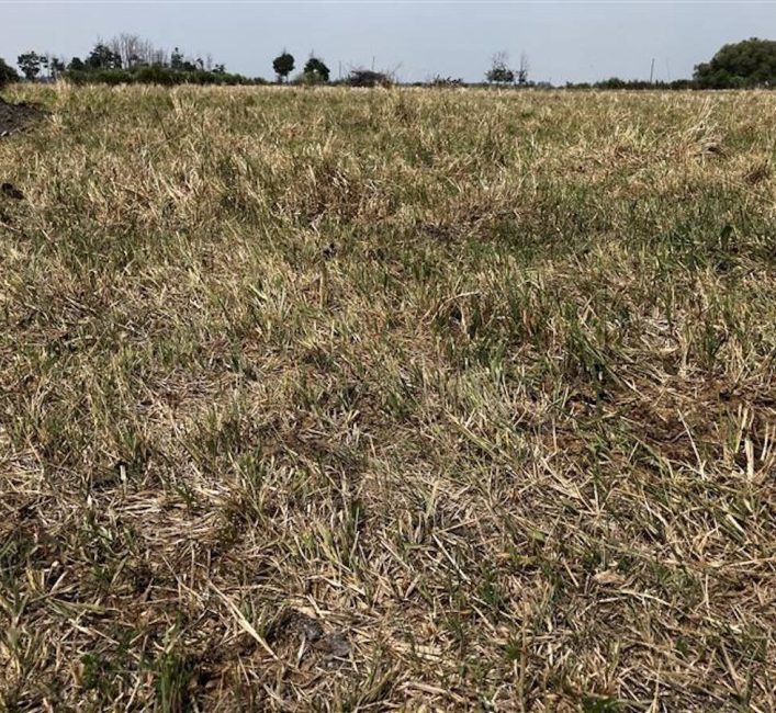 A dry pasture on Scott Duguid’s cattle operation in the RM of Gimli on July 30, 2025. Photo: Greg Berg