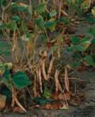 Canada is the second largest supplier of beans to Mexico, behind the U.S. that accounted for 75 per cent of 2024-25 imports.