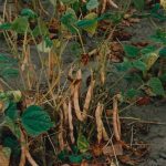 Canada is the second largest supplier of beans to Mexico, behind the U.S. that accounted for 75 per cent of 2024-25 imports.