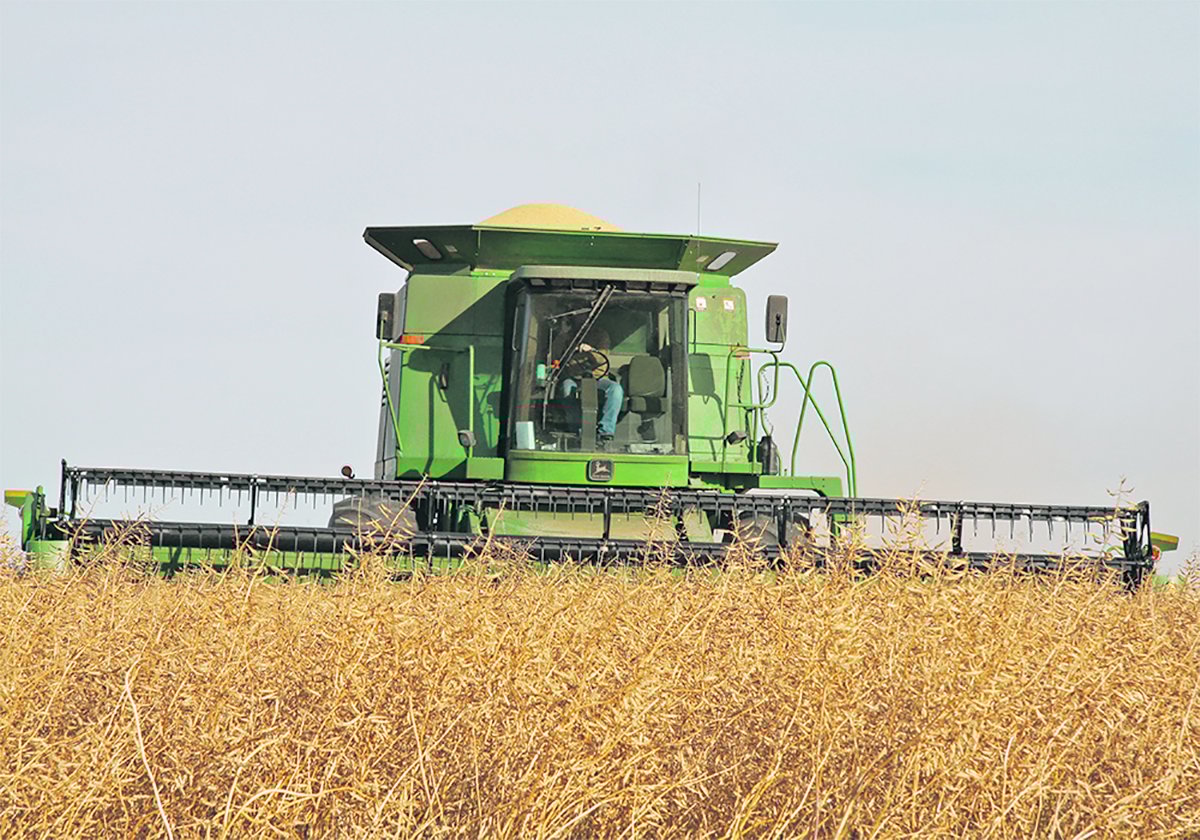 Mustard harvest: File photo