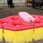 Cattle watering bowls like the one pictured here, can be used to determine pathogens and antimicrobial resistance. A team of researchers are swabbing cattle bowls to learn more about bovine respiratory disease.