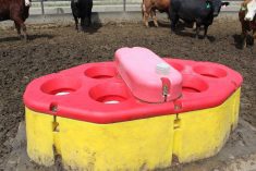 Cattle watering bowls like the one pictured here, can be used to determine pathogens and antimicrobial resistance. A team of researchers are swabbing cattle bowls to learn more about bovine respiratory disease.