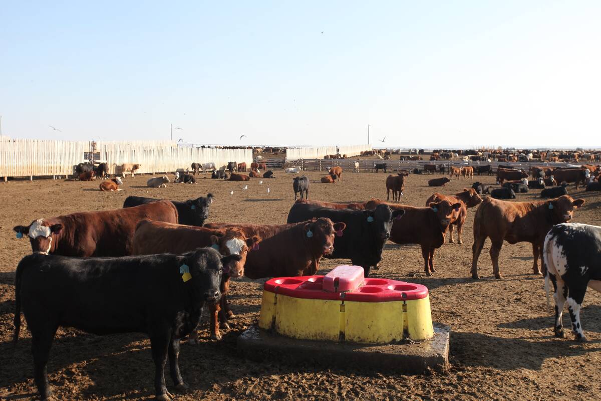 Researchers at the University of Saskatchewan are testing water bowls in feedlots for Bovine Respiratory Disease. They are also using genomics to learn more about the disease. Photo: Murray Jelinski