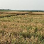 Drought devastated field pea plots at the PESAI research farm in Arborg. PHOTO: Don Norman