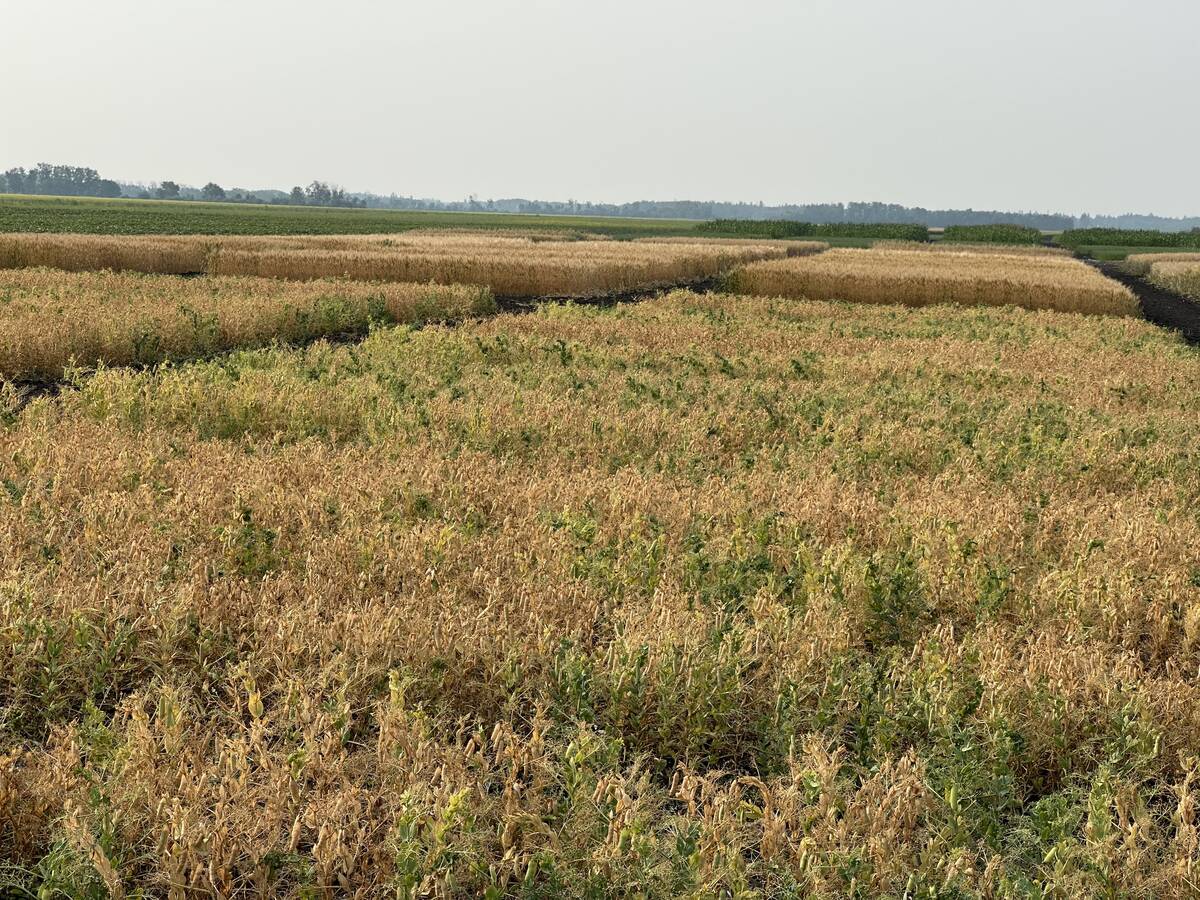 Drought devastated field pea plots at the PESAI research farm in Arborg. PHOTO: Don Norman