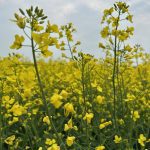 Canola flowers in Sturgeon County, Alberta, in July 2025. Photo: Zak McLachlan