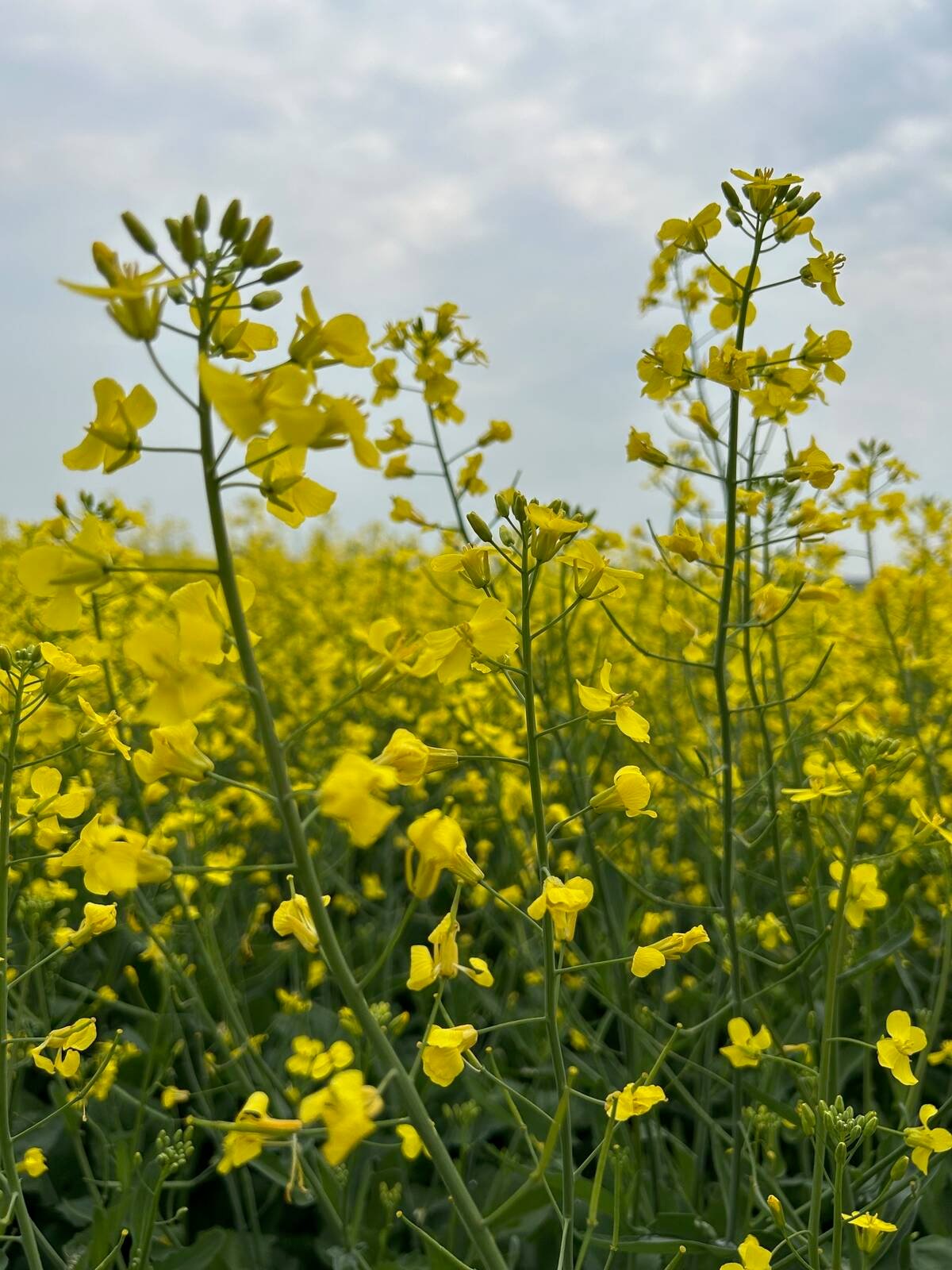 Canola flowers in Sturgeon County, Alberta, in July 2025. Photo: Zak McLachlan