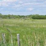 A marshy pasture in the Interlake--a region dominated by Crown land put up for forage and grazing leases.