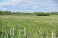 A marshy pasture in the Interlake--a region dominated by Crown land put up for forage and grazing leases.