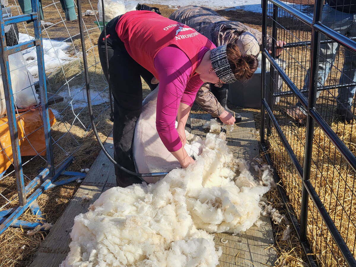 Bethan Lewis shears sheep at White Spruce Heritage Farm in southwestern Manitoba.